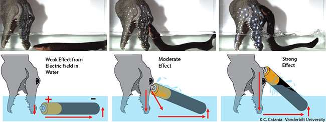 Electric eels make leaping attacks