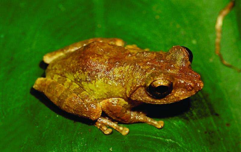 Emerald and gold: Two new precious-eyed endemic tree frog species from Taiwan