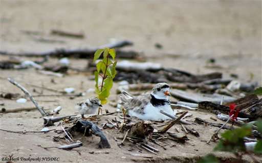 Endangered shorebird nests in NY; first time in over 30 years