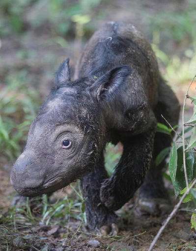 Endangered Sumatran rhino gives birth in Indonesia