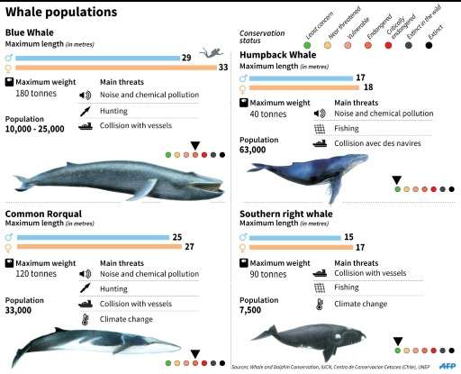 Endangered whales