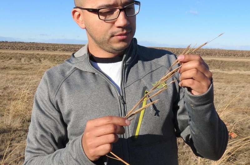 Entomologist discovers new insect species on prairie cordgrass