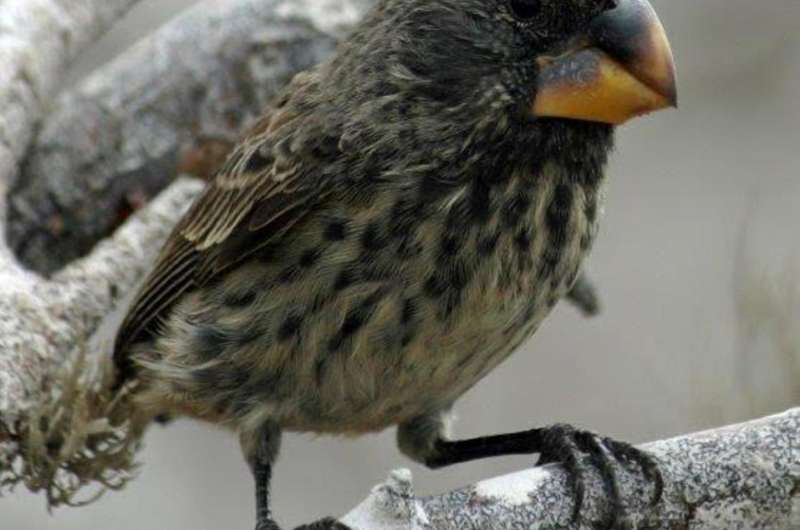Evolution in action detected in Darwin's finches