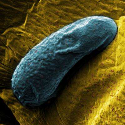 Evolution Influenced By Temporary Microbes