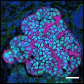 Expansion of kidney progenitor cells toward regenerative medicine