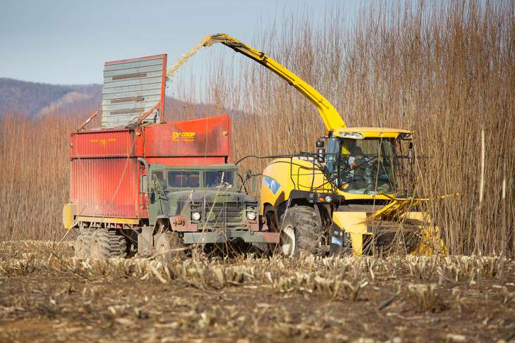 Experimental biomass harvest a step toward sustainable, biofuels-powered future