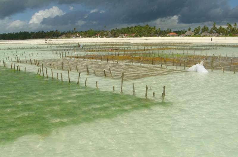 Experts warn booming seaweed industry