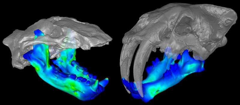 Extinct otter-like 'marine bear' might have had a bite like a saber-toothed cat