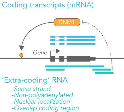 Extra-coding RNAs regulate DNA methylation in the adult brain