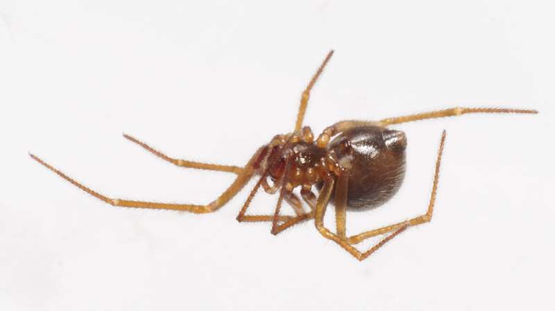 Family of scaffold web spiders increased with ~20 percent following discovery of 43 new species