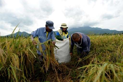 Farmers work in a rice field near the International Rice Research Institute in Laguna, Philippines