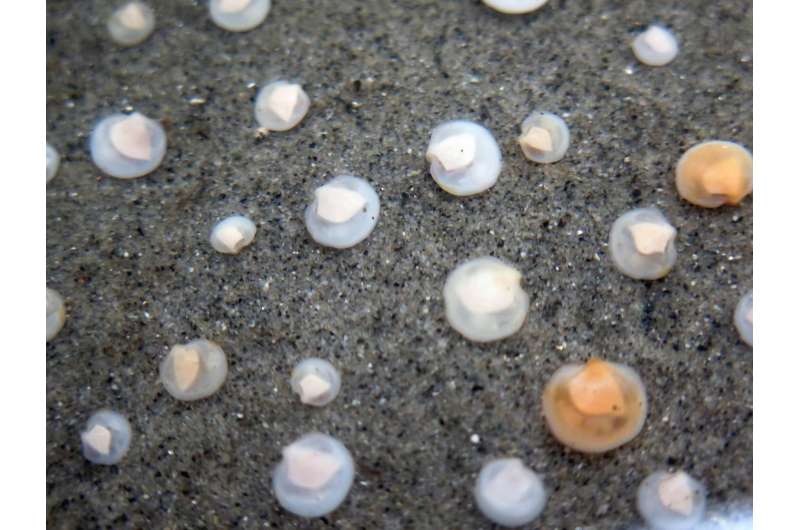 'Farming' bacteria to boost growth in the oceans
