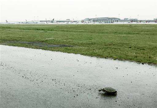 Fear the turtle: Terrapins disrupt planes at New York's JFK