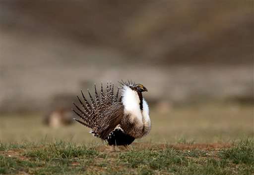 Federal oil, gas leases stall over bird concerns in US West