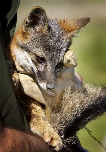 Feds: Remove 3 California foxes from endangered species list