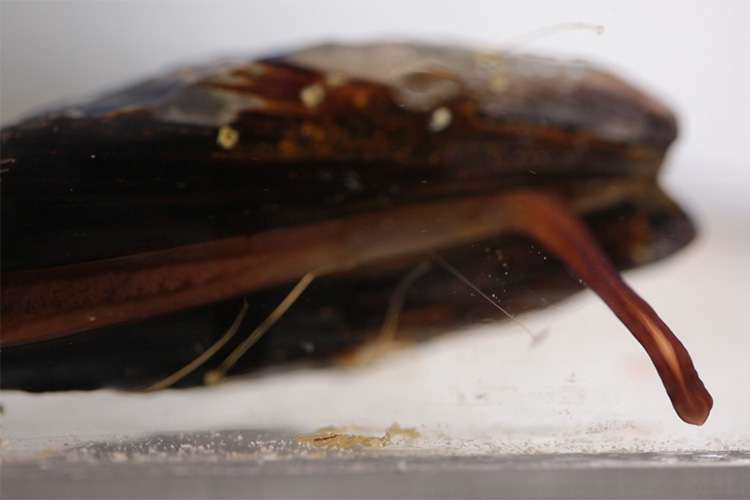 Fetal surgery stands to advance from new glues inspired by mussels