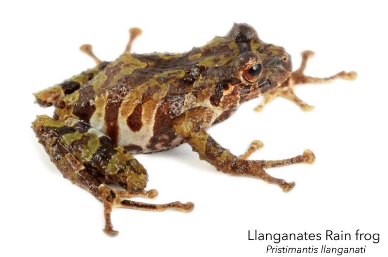 Finding the real treasure of the Incas: Two new frog species from an unexplored region