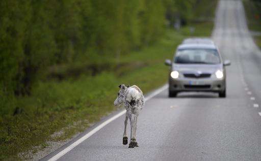 Finnish phone app finds reindeer, helps to avoid road kill