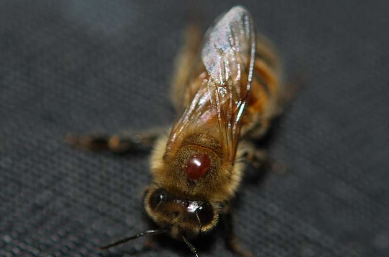 First multi-year study of honey bee parasites and disease reveals troubling trends