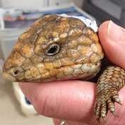 First report of virus causing flu-like disease in bobtail lizards