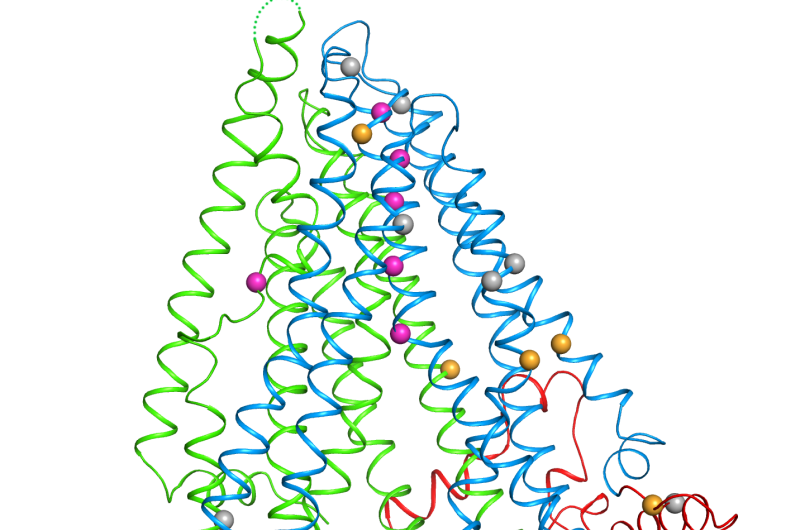 First structural map of cystic fibrosis protein sheds light on how mutations cause disease