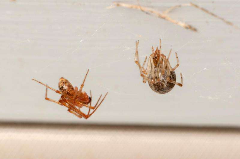 First study of arthropods in US homes finds huge biodiversity