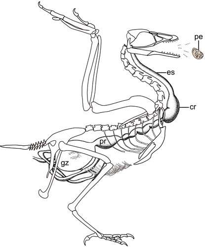 Fish-eating enantiornithine bird provides evidence of modern avian digestive features
