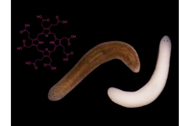 Flatworms left in sunlight spur investigations into rare metabolic disorders