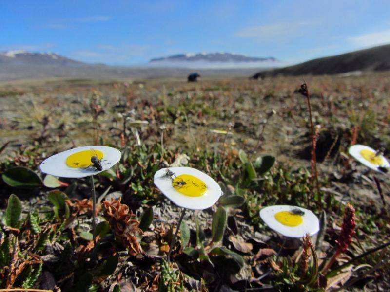 Flies are the key pollinators of the High Arctic