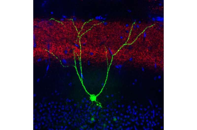 Flipping a light switch recovers memories lost to Alzheimer's disease mice