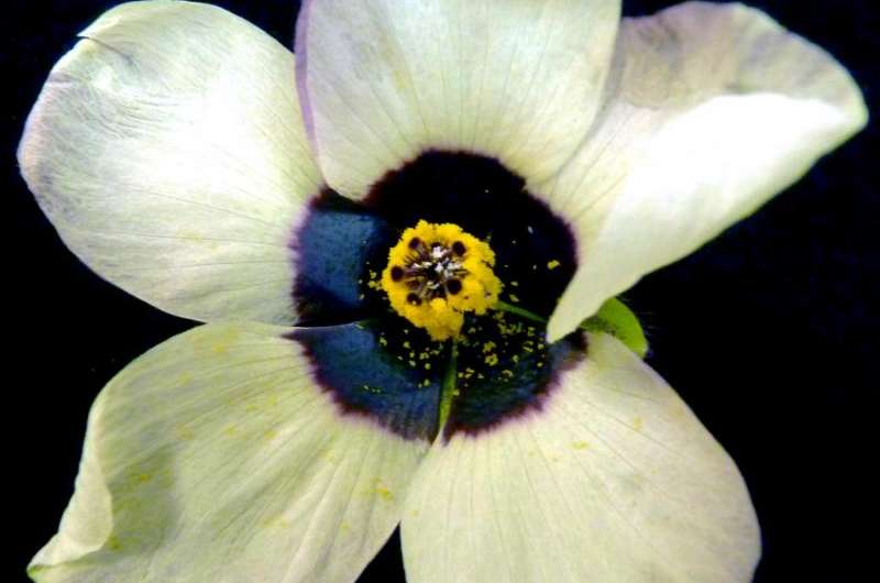 Flowers tone down the iridescence of their petals and avoid confusing bees