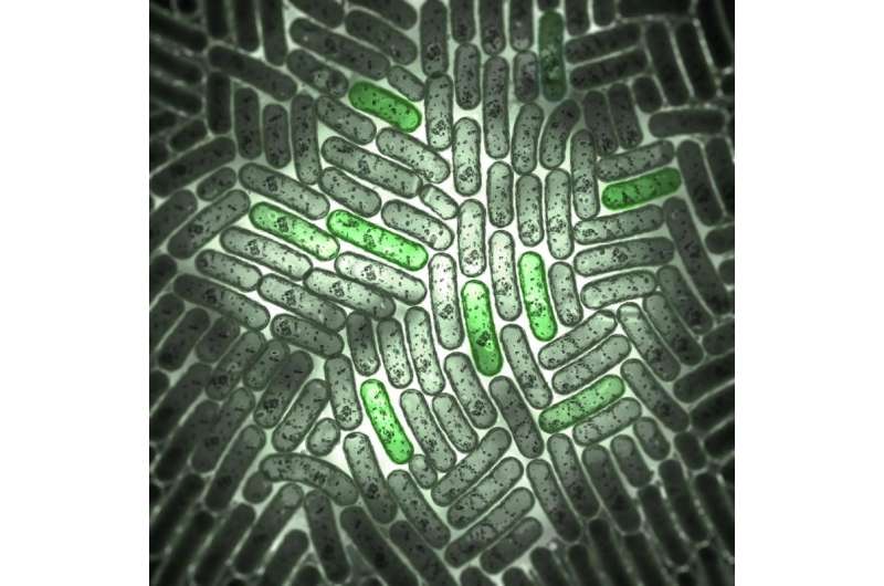 Fluorescent biosensors light up high-throughput metabolic engineering