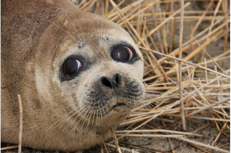 Foraging strategies of smallest seals revealed in first ever satellite tracking study