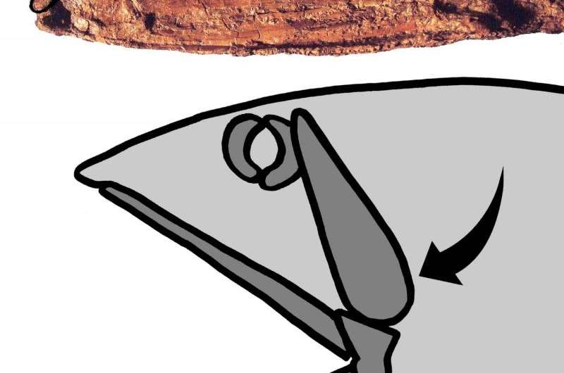 Fossil discovery: Extraordinary 'big-mouthed' fish from Cretaceous Period