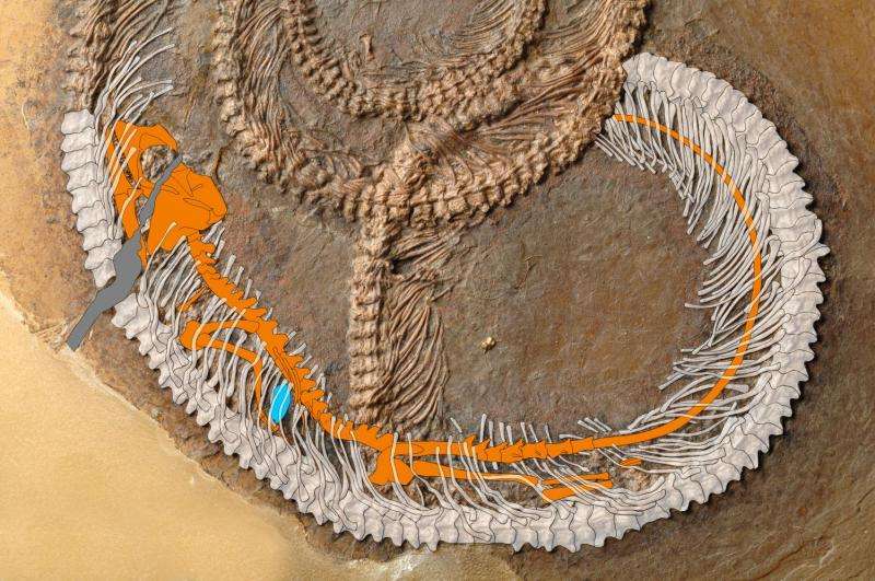 Fossil food chain from the messel pit examined