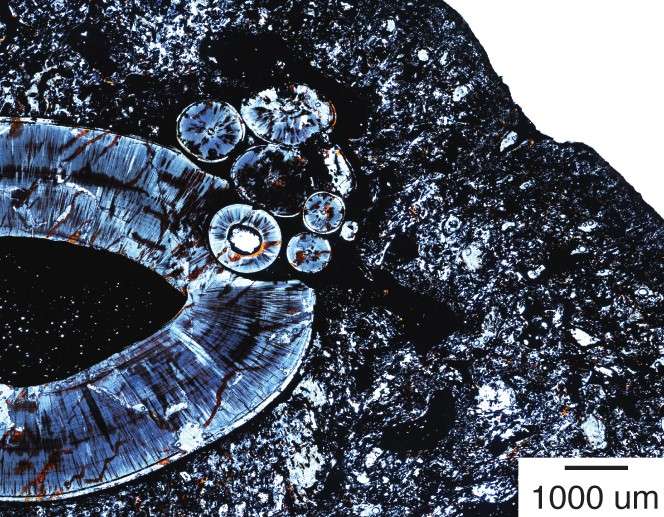 Fossilized evidence of a tumor in a 255-million-year-old mammal forerunner