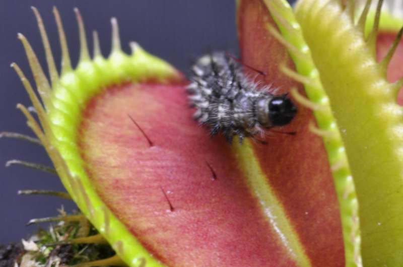 From Genome Research: Venus flytrap exploits plant defenses in carnivorous lifestyle