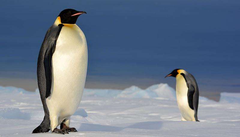 Full circumpolar migration ensures evolutionary unity in the Emperor penguin