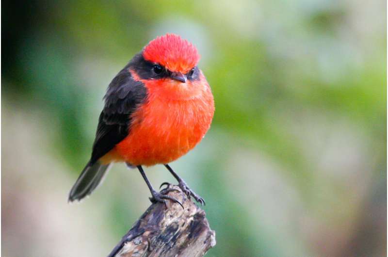 Gal&#225;pagos faces first-ever bird extinction