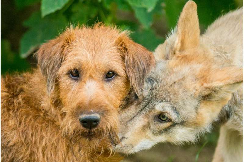 'Gambling' wolves take more risks than dogs