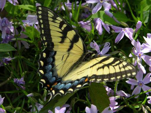 Gardeners can help protect butterfly populations