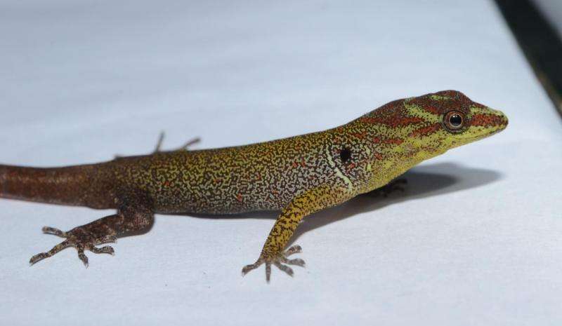 Gecko study offers evidence that small morphological changes can lead to large changes in function