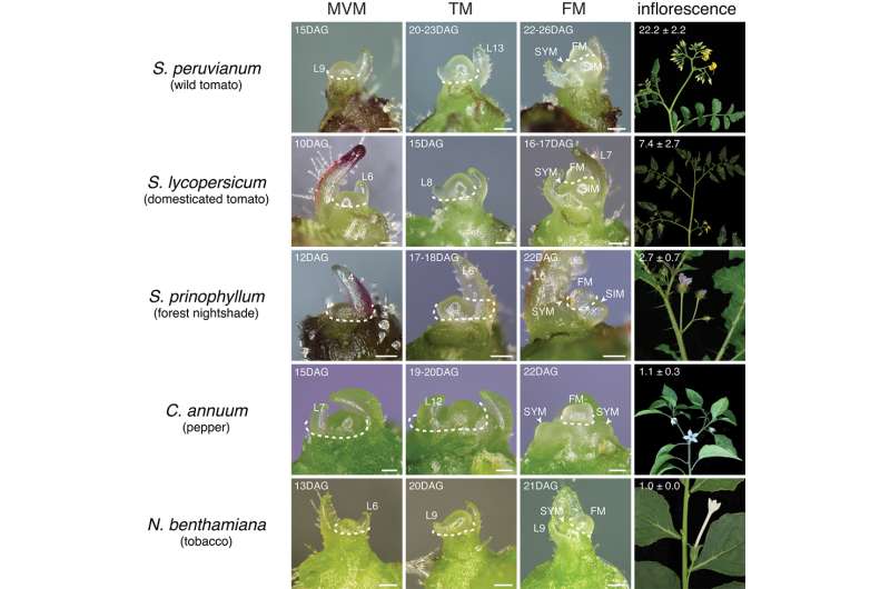 Gene network controls how many flowers and fruits plants will make in critical growth window