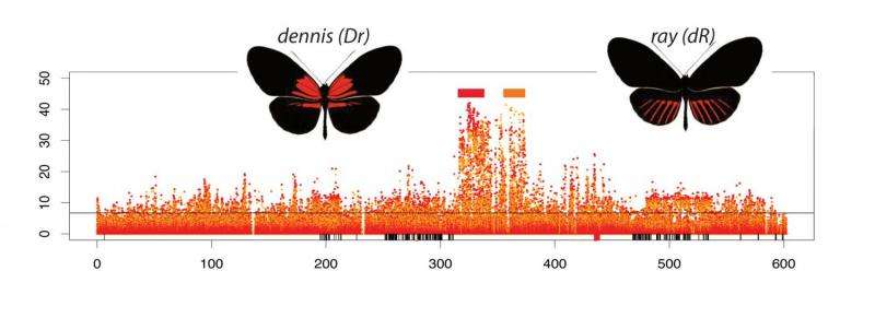 Genetic 'paint box' shuffled between butterfly species to create new wing patterns