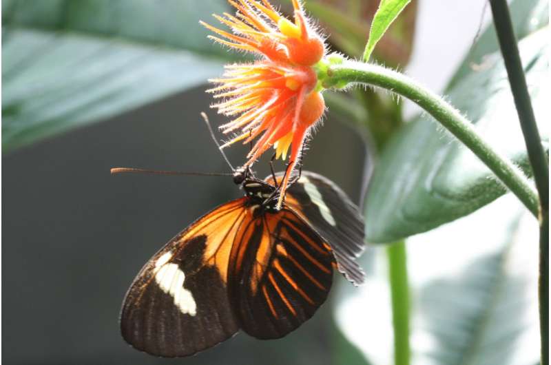 Genetic switch that turned moths black also colors butterflies