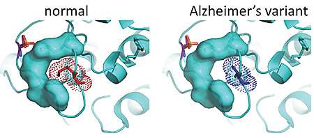 Genetic variations that boost PKC enzyme contribute to Alzheimer's disease