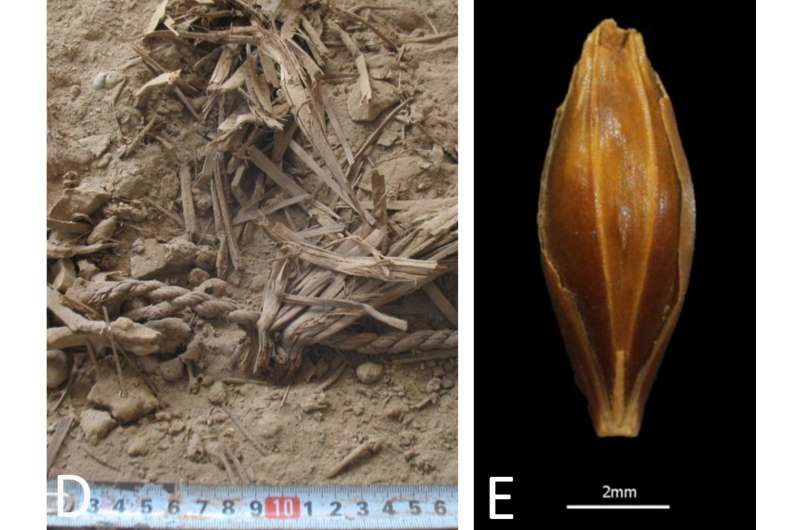 Genome of 6,000-year-old barley grains sequenced for first time