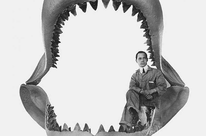 Giant Monster Megalodon Sharks Lurking In Our Oceans Be Serious - The Wall St Croix Whales