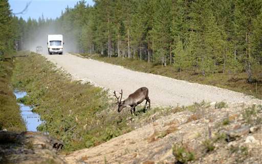 Glowing antlers failed, so Finns try app to save reindeer