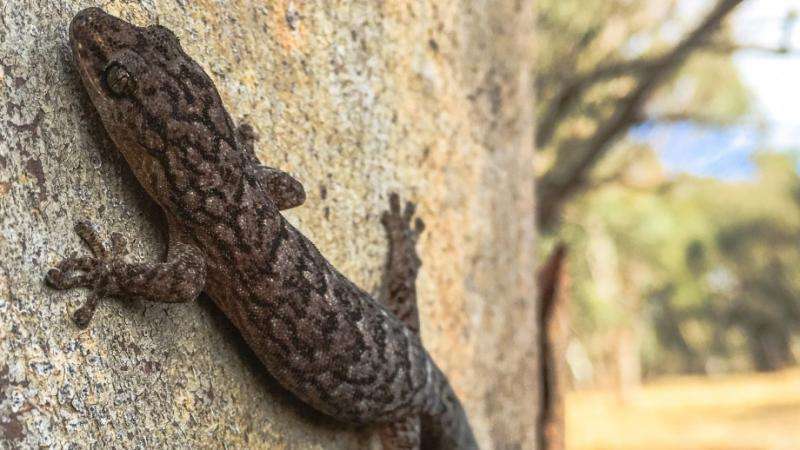 Glowing geckos show trees vital to farm biodiversity